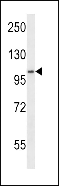 NEMF Antibody