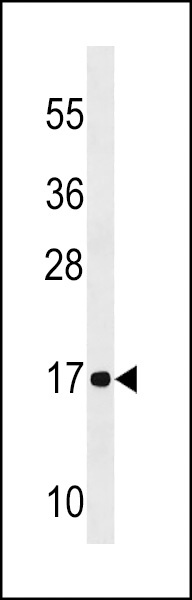NDUFA12 Antibody