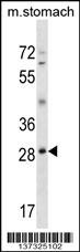 GSC Antibody