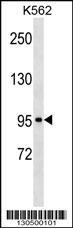 KIT Antibody