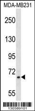 ZNF44 Antibody