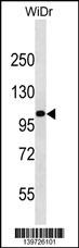 KIT Antibody