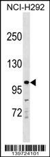 KIT Antibody