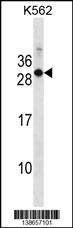 Rab17 Antibody