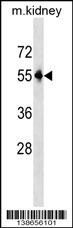 Pnpla3 Antibody
