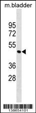 Parva Antibody