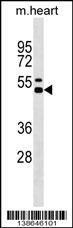 Mouse Il12b Antibody