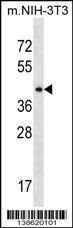 SEPT6 Antibody