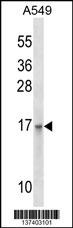 EMP3 Antibody
