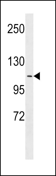 APOBR Antibody
