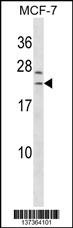 SAP30L Antibody