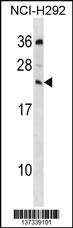 MED19 Antibody