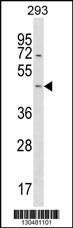 STARD7 Antibody