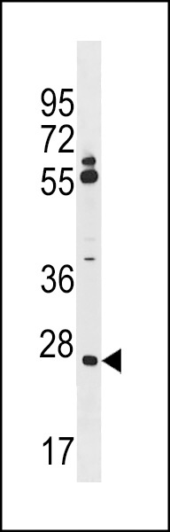 CNPY3 Antibody
