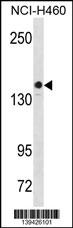 KIT Antibody