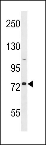 GOLGA8H Antibody