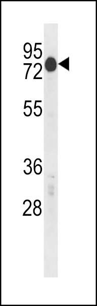 Mouse Csrnp2 Antibody