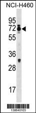 Mouse Csrnp2 Antibody
