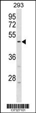 HORMAD1 Antibody
