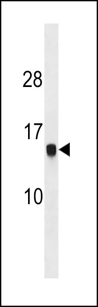 HIST1H2AG Antibody