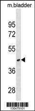 RAB40C Antibody