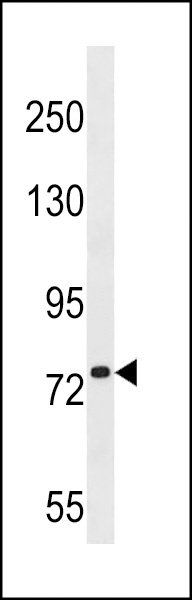 KIZ Antibody