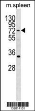 HIC2 Antibody