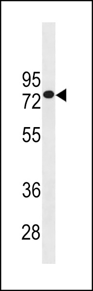 GOLGA8J Antibody