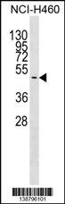 GNAS Antibody