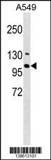RNF111 Antibody