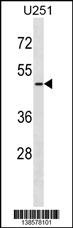 ARMCX3 Antibody