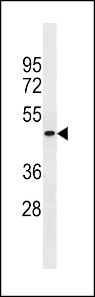 PGLYRP4 Antibody