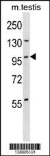STK11IP Antibody