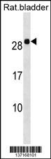 Hoxb7 Antibody