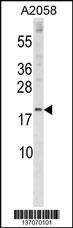 SNX3 Antibody