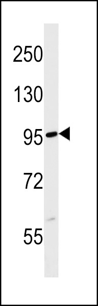 FBXL19 Antibody