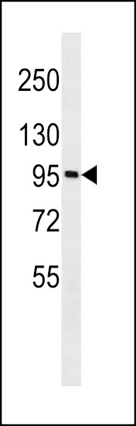 GOLGA6A Antibody