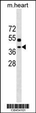 EMC2 Antibody