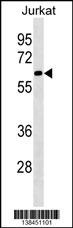 SLU7 Antibody