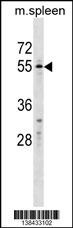 WFIKKN2 Antibody