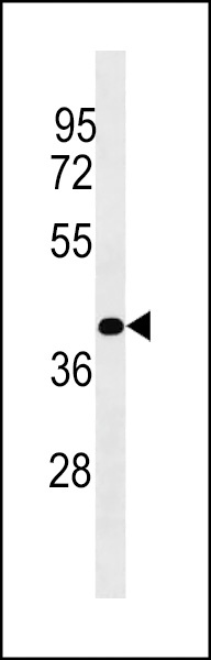 PLCXD1 Antibody