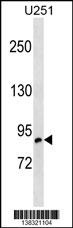 OSBPL10 Antibody