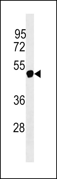 NXF5 Antibody