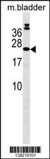 COMMD10 Antibody