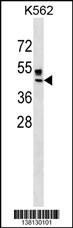 ZNRF4 Antibody