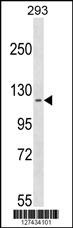 CCDC147 Antibody