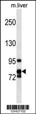 CCNF Antibody