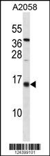 ID3 Antibody