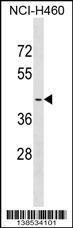 OR2A4 Antibody