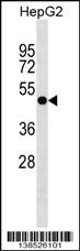 PLEKHA8 Antibody